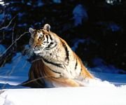 pic for Wintery Scuddle Siberian Tiger 